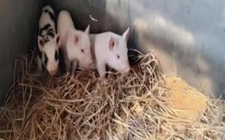 猪的应激反应如何减少，尽可能提供营养好的饲料