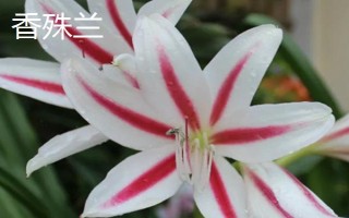 文殊兰与香殊兰有什么区别，叶片、花朵、果实均不同