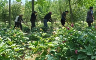 林下养殖可以养什么，可以放养或圈养鸡、鸭、鹅等