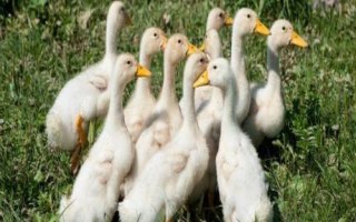 40日龄的鹅一天喂多少次，每天通常可饲喂3-4次