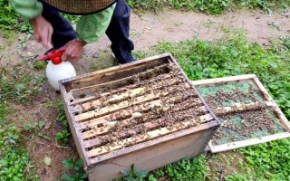 蜜蜂如何养殖，了解蜜蜂的生活习性是前提