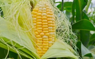安特9号玉米种子简介，全生育期131天