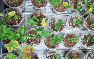 让仙客来种子快速发芽的方法，要放在适温环境中催芽并喷水保湿