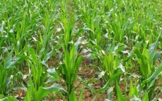 宏硕788玉米种子介绍，每亩底施复合肥20千克