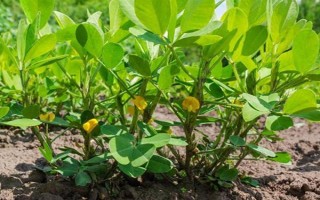 怎么防治花生青枯病，要进行水旱轮作、发现病株需拔除并烧毁