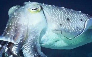 乌贼有没有壳，长有外壳和内壳