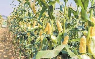 什么品种的玉米种子好，常见的有伟科702、华农866等