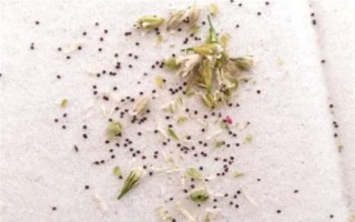 满天星用什么土种植，选择微酸性砂壤土为佳