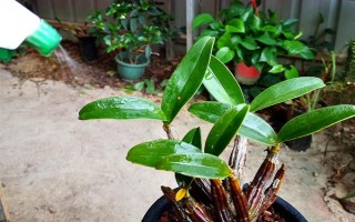 种植石斛的条件,温暖湿润、阳光充足、土质疏松的地方适合种植