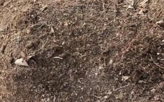 勿忘我的盆栽方法，开花前追施磷钾肥可促进花朵开放