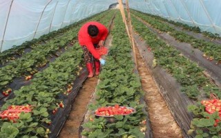 草莓种子如何种植，开花与浆果生长初期要分别灌水1次