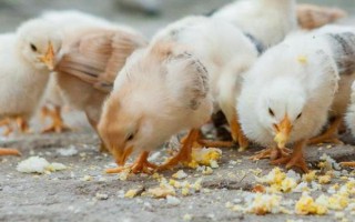 小鸡可以吃的食物有哪些，可饲喂煮熟的大米或小米