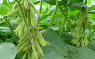 中鲜豆1号大豆种子简介,3月下旬至4月上旬播种