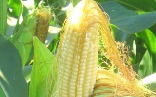 香满玉甜糯(区试名称:嘉甜糯1号)玉米种简介