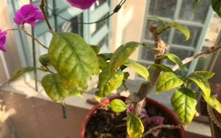 三角梅的耐寒温度，可忍耐5℃的低温