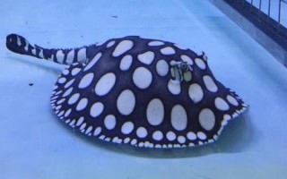 魟鱼有没有毒,黑白魟鱼属于有毒品种