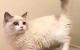 猫咪走路走不稳的原因,可能是关节受伤了或胡子被剪掉了