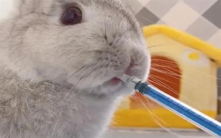 预防兔子感冒的方法，在兔舍中放置毛毯可供兔子御寒