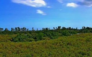 红树林常见的伴生植物是什么，海刀豆是主要附生植物