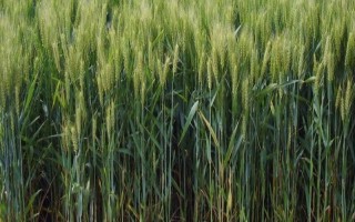 罗麦8号小麦种子介绍，在适宜播期内