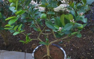 柠檬苗推荐品种，尤力克、菲诺、热那亚等品种值得选择