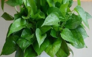 耐阴的室内花卉常见种类，常见的有绿萝、君子兰等