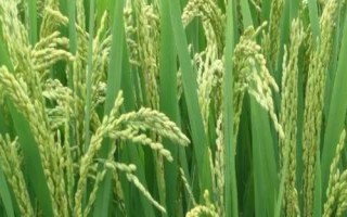 豪粳1号水稻品种简介,全生育期为131.4天