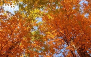 怎么区分公秋和母秋，公秋是指农历6月份入秋、母秋是指农历7月份入秋