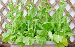 用塑料盆种菜有没有毒，蔬菜的根系无法吸收其中的有毒物质