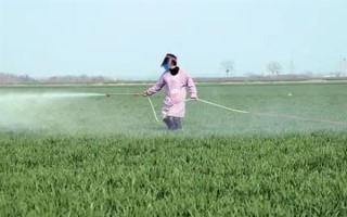 小麦叶尖发黄的原因，氮肥施用过多或除草剂药害均会导致