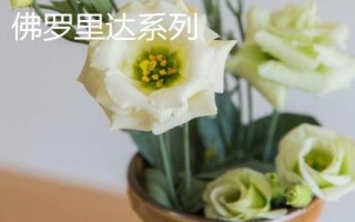 常见的洋桔梗品种介绍,品种众多各具特色