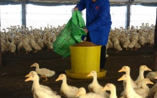 养殖户对于饲料成本与饲养成本的误区，饲料成本越低越好是一种错误的想法
