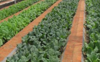 如何将鸡蛋壳做成肥料，碾碎后可直接掩埋