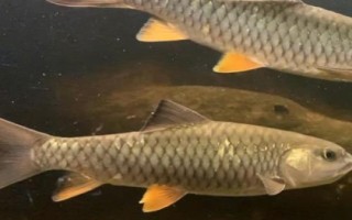 军鱼喜食的饵料，可使用蚯蚓、鸡肝、鸭肠等自然饵