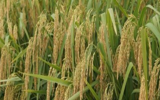 Y两优85水稻种子简介，全生育期154天