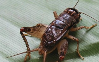 蟋蟀吃什么，吃青菜叶、栗子果肉等各种杂食