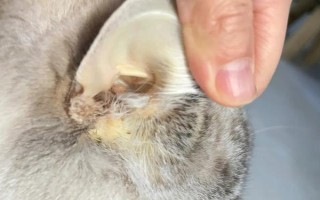 猫黄疸的原因，分为肝前性、肝性、肝后性