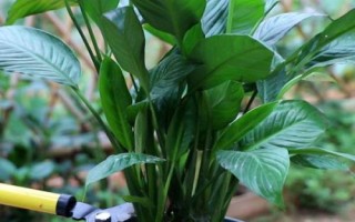 白掌烂根怎么办,根据烂根的程度来选择处理方式