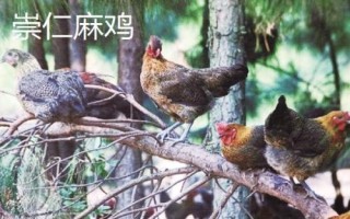 麻鸡的品种有哪些，根据市场需求选择饲养品种