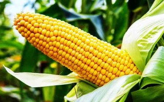 钱江糯1号(原名:西子糯1号)玉米种子特征特性,中抗大斑病