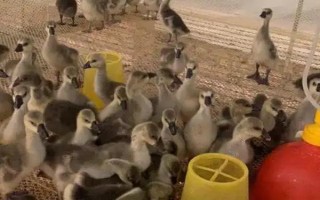 豁眼鹅的特点，其额前有肉质瘤