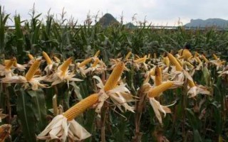 西南地区适合种植的玉米品种，常见的有鄂玉10号、强硕168等