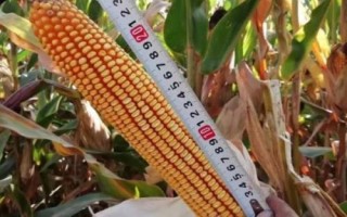 丰旭55玉米种简介,中抗灰斑病