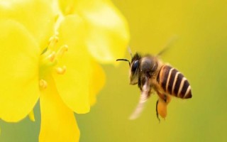 蜂群死了蜂王该怎么办,可介入新王