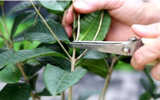 怎么修剪桂花树才能让它矮化，在幼树时期打顶可以控制株高
