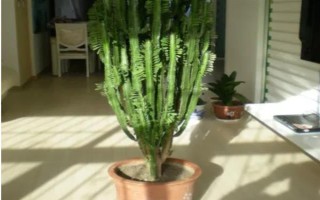 摆放龙骨花的禁忌，卧室、阴凉处、财神位都不能摆放