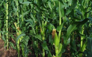 宜单629玉米种子介绍，抗病虫接种鉴定中抗大斑病