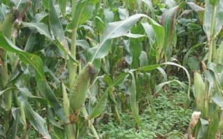 K3930玉米品种的特性，中抗茎腐病（13.5%MR）