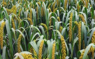 谷子的种植管理技术，先晒种再浸种