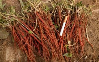 种植丹参多久可以收获，生长期为1年